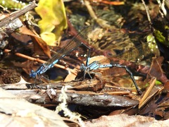 Argia terira