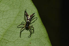 Micrathena