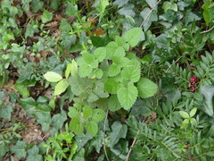 Melissa officinalis