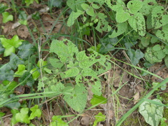 Melissa officinalis