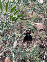Bromophila caffra