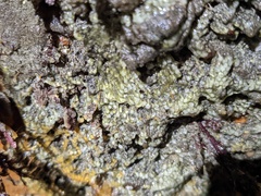 Pycnoclavella stanleyi