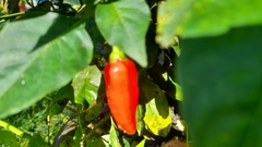 Capsicum annuum