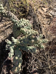 Cylindropuntia fulgida