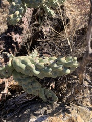 Cylindropuntia fulgida