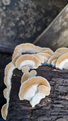 Merulius tremellosus