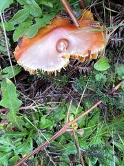 Hygrocybe punicea