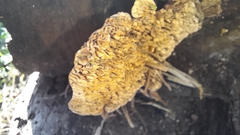 Serpula himantioides