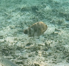 Cheilinus trilobatus