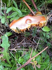 Hygrocybe punicea