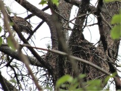 Spilornis cheela