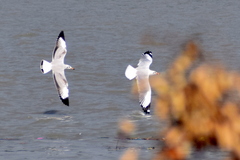Chroicocephalus brunnicephalus