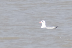 Chroicocephalus brunnicephalus