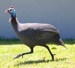 Numida meleagris coronatus