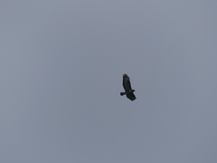 Buteo buteo