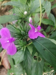 Acanthoideae