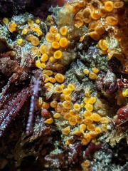 Metandrocarpa taylori