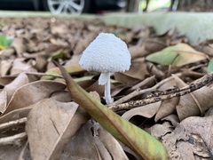 Leucocoprinus cretaceus image