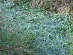 Agrostis stolonifera