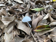 Leucocoprinus cretaceus image