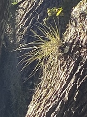 Tillandsia bartramii
