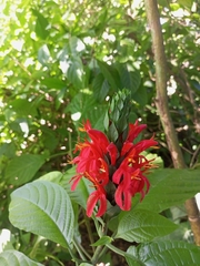 Pachystachys spicata