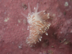 Cuthona divae