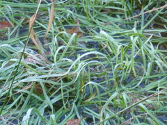 Agrostis stolonifera