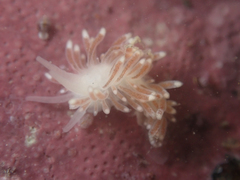 Cuthona divae