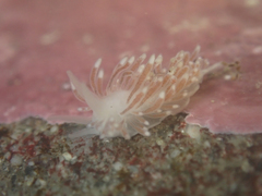 Cuthona divae