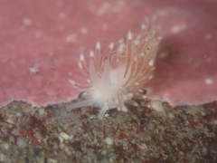 Cuthona divae
