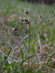 Luzula campestris campestris