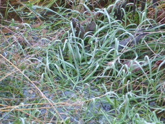 Agrostis stolonifera