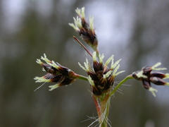 Luzula campestris campestris