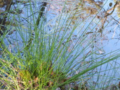 Juncus effusus