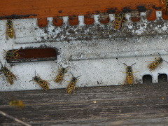 Vespula germanica