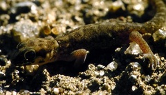 Pachydactylus punctatus