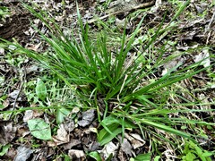 Carex blanda