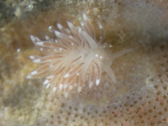 Cuthona divae