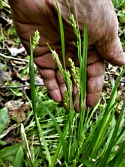 Carex blanda