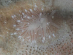 Cuthona divae