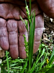 Carex blanda