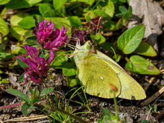 Colias palaeno