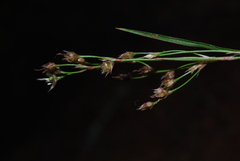 Luzula forsteri
