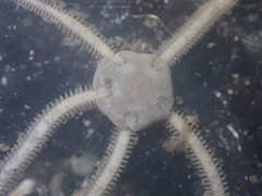 Amphiodia occidentalis