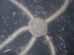 Amphiodia occidentalis