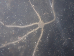 Amphiodia occidentalis