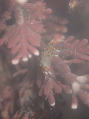 Diaphoreolis lagunae