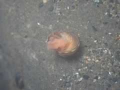 Calliostoma