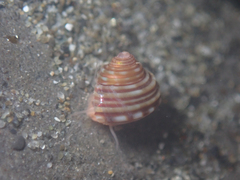 Calliostoma